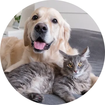 ペットのお世話イメージ